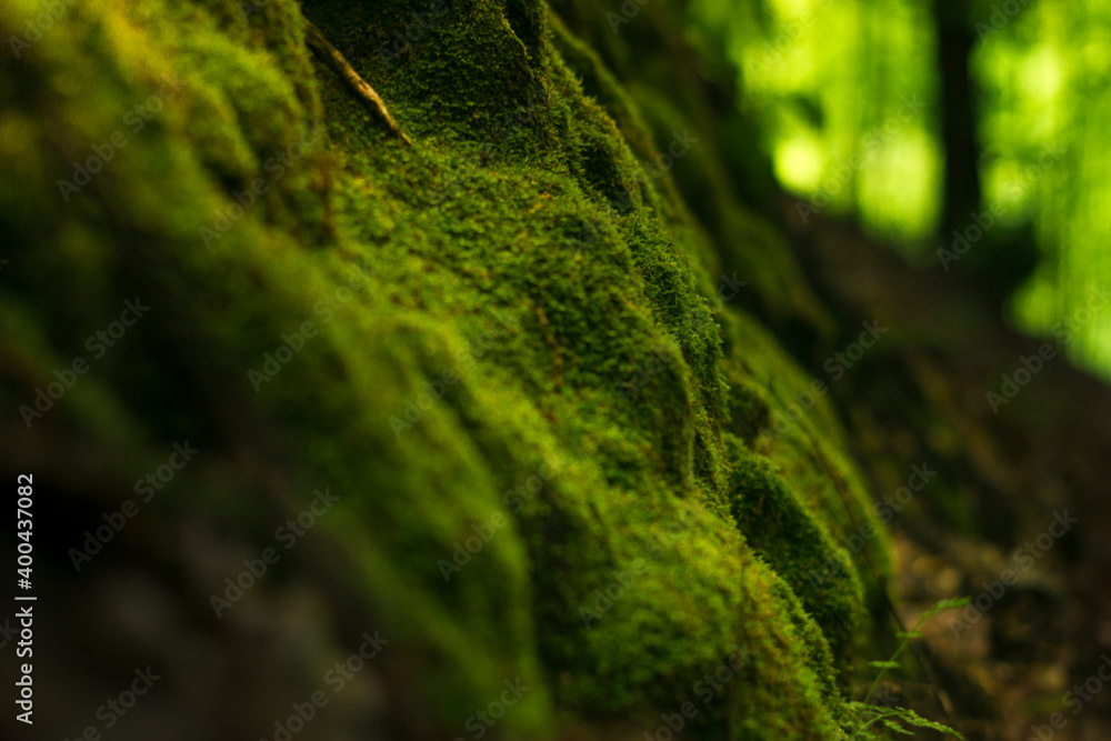 Green moss close up. Moss on the stone. Green moss close up. Moss on the stone.