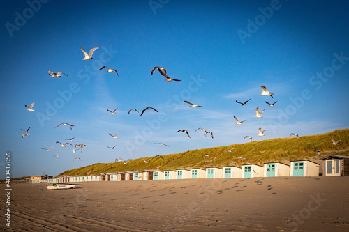 seagulls on the beach