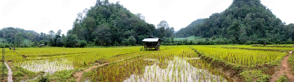 view over water flooded  rice fields and a wooden hut in Northern Thailand, Mae Hong Son hiking trek