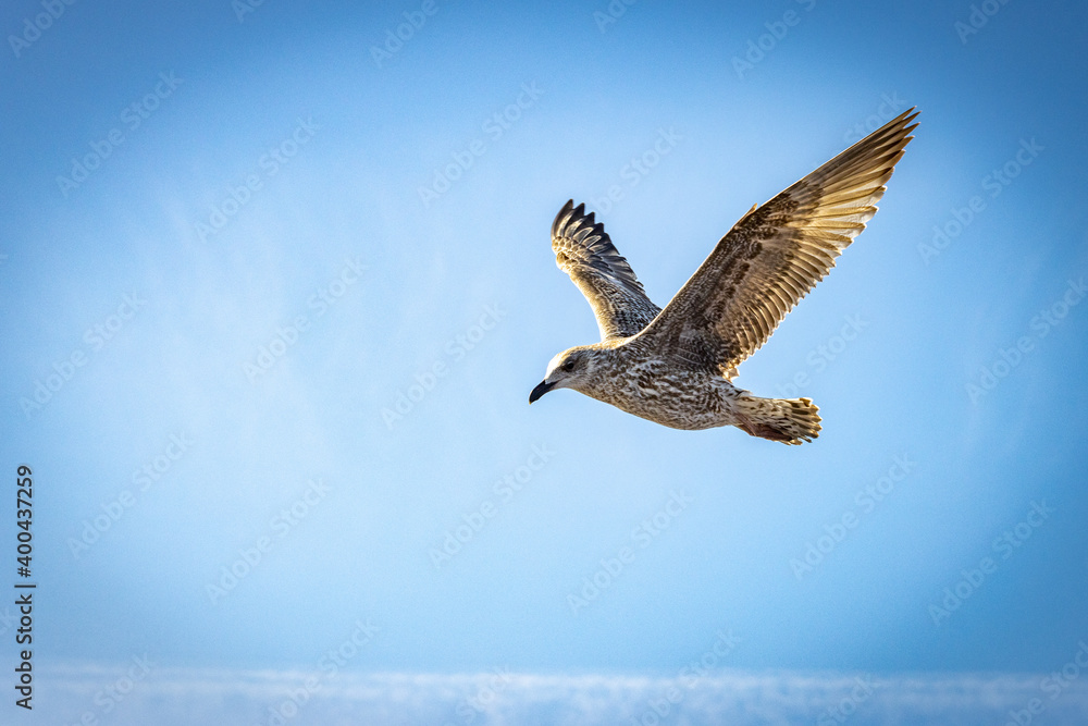 Obraz premium young seagull in flight