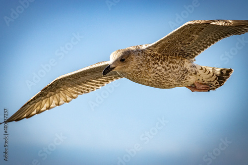 young seagull in flight
