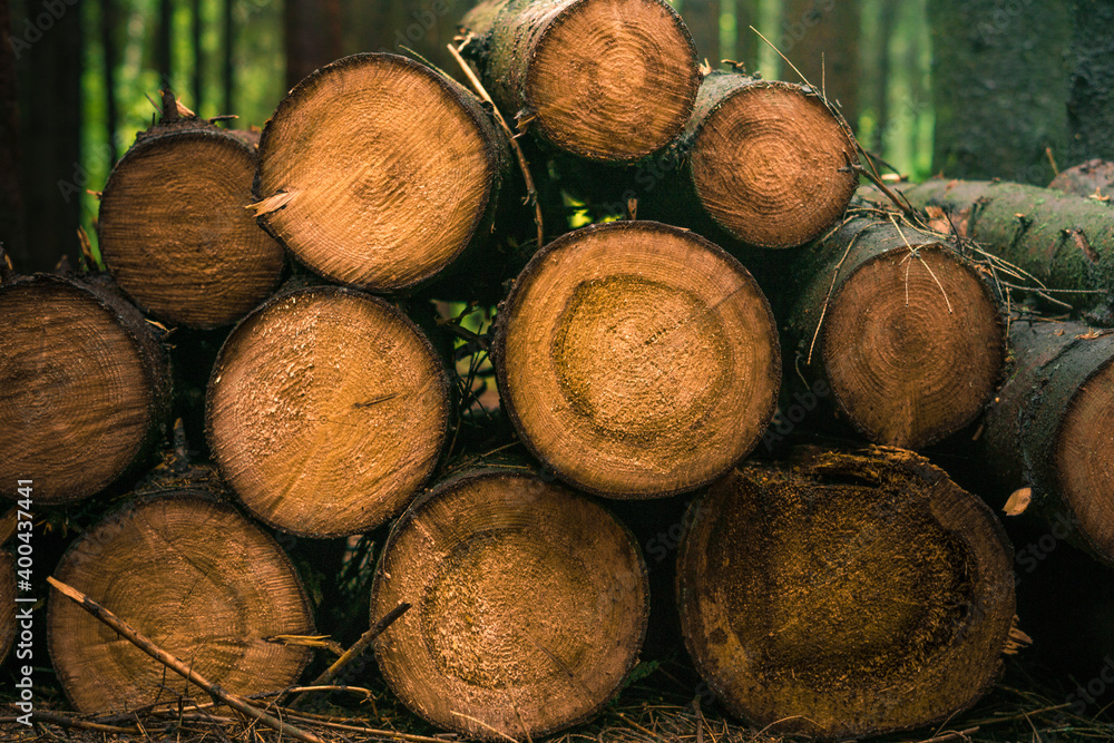 The texture of the cut trees. Harvesting firewood in the forest. A stack of round logs lies in a row. The texture of the cut trees. Harvesting firewood in the forest. A stack of round logs lies in a row.