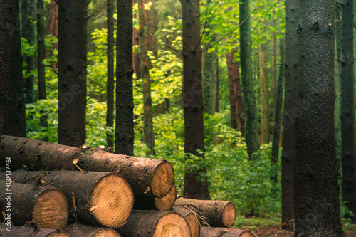 Billet sawn timber in the green forest. deforestation. ecological problem