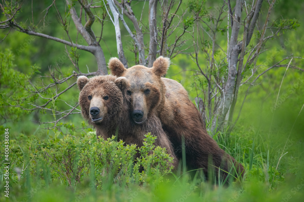 Fototapeta premium Brown bears making love