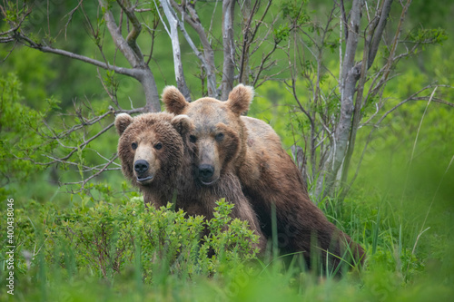 Brown bears making love