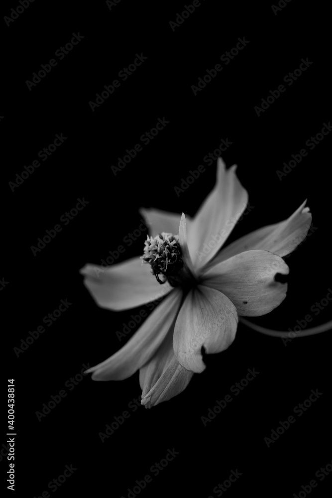 Fototapeta premium shady style black and white flower pictures