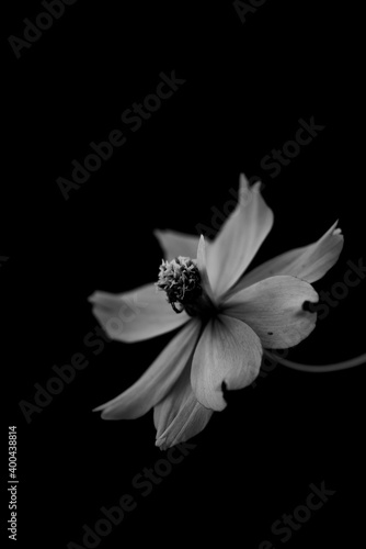 shady style black and white flower pictures