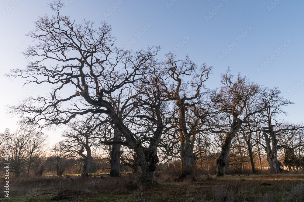 Old majestic oak trees in fall season