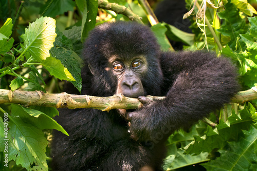 Mountain gorilla - Virunga National Park