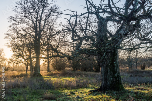 Mighty old oak tree by sunset