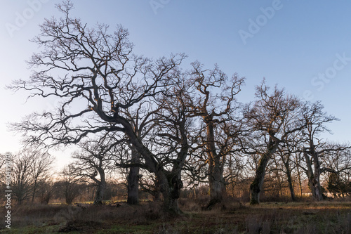 Old majestic oak trees in fall season