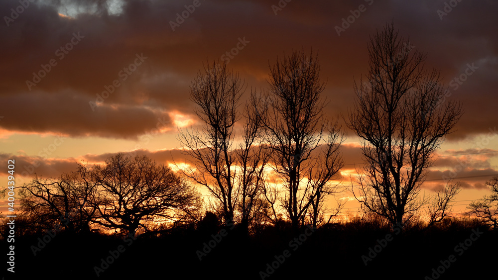 Silhouettes of the trees at sunset, Coventry, England