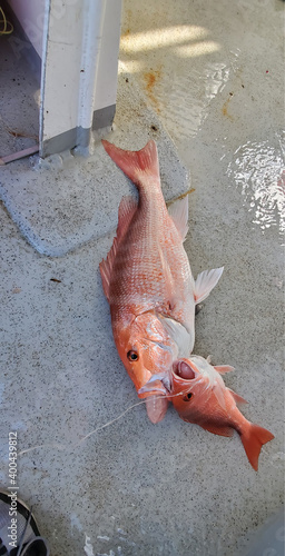 Two caught Red snippers lying on the deck of  fishing boat , Gulf of Mexico, US

 photo