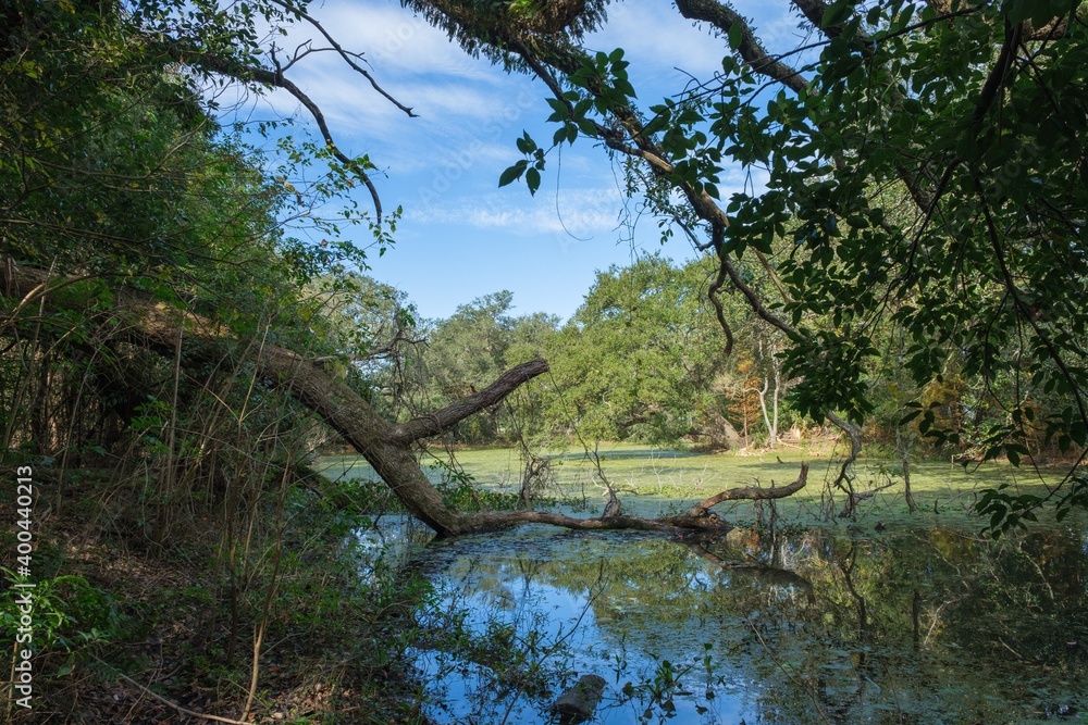 Broken oak tree branch hanging into lagoon in New Orleans City Park Broken oak tree branch hanging into lagoon in New Orleans City Park