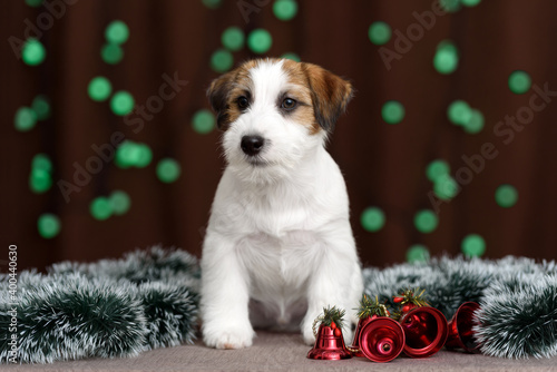 jack russell terrier and the new Year © Irina