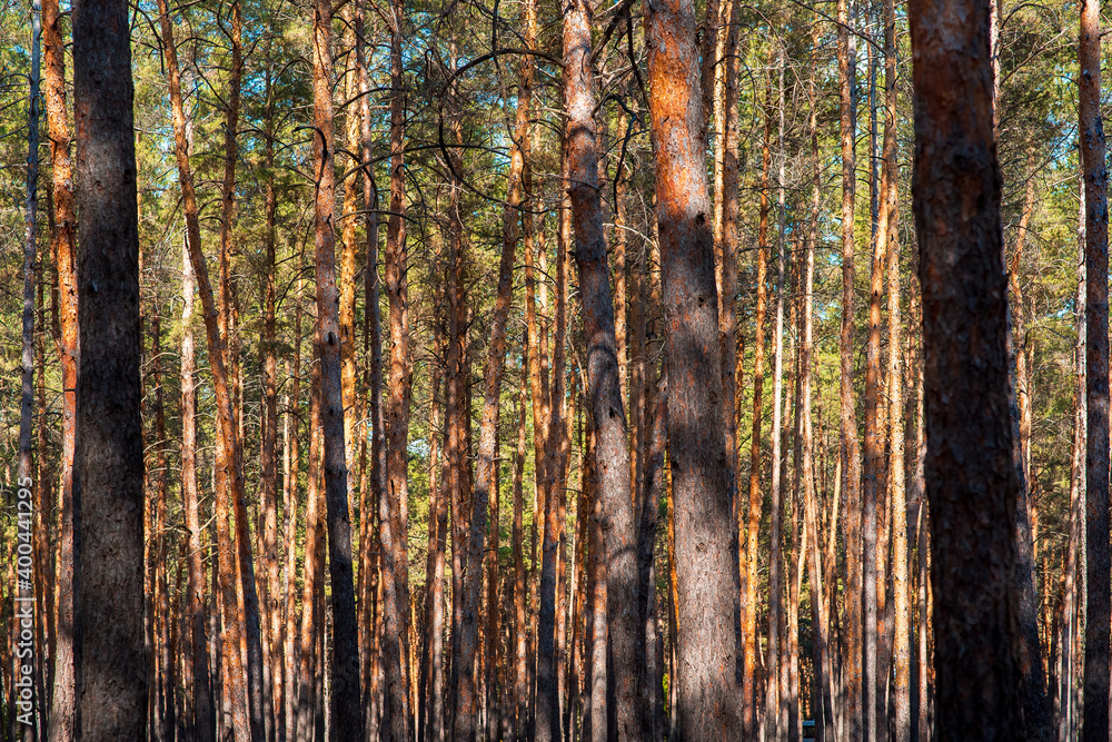 Obraz premium trunks of pine trees in a dense forest, texture of logs close-up.