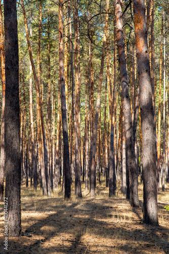 reserved pine forest with tall trunks of trees with evergreen needles on the tops and dry grass on the ground  eco friendly background on the theme of ecology of nature with sunlight  nobody.