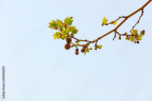 Platanus acerifolia branches in a botanical garden, North China photo