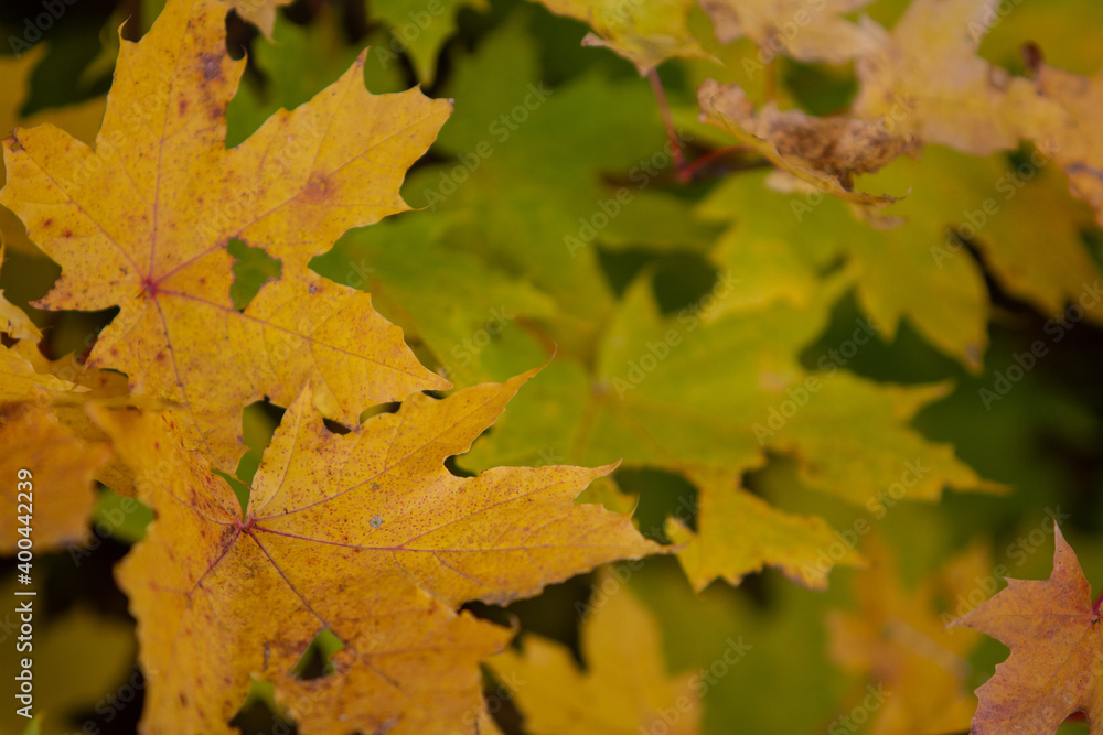 Maple, colorful, autumn leaves close-up. There is a free space for a screensaver. Can serve as a background. Maple, colorful, autumn leaves close-up. There is a free space for a screensaver. Can serve as a background.