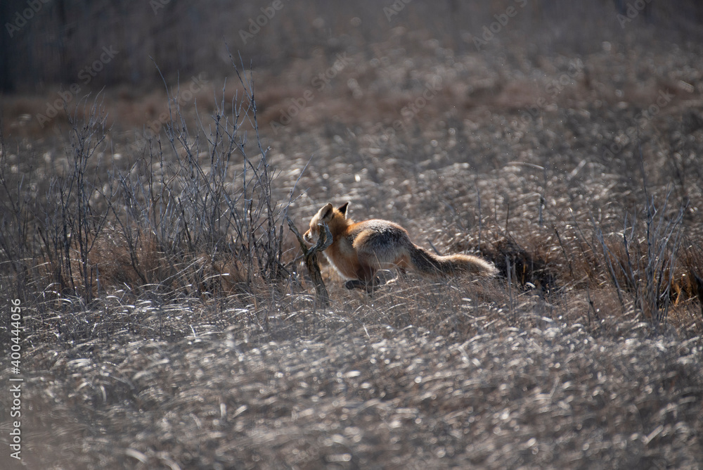Red Fox Red Fox