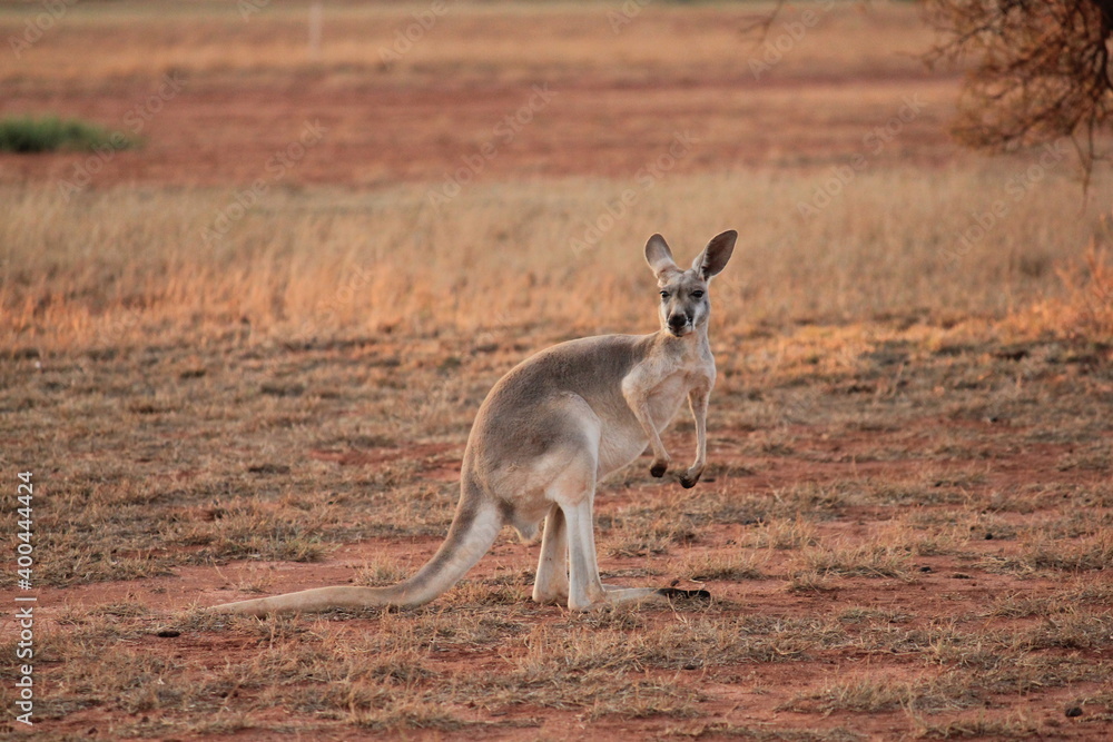 Red Kangaroo in a dry Western Australia landscape at sunset Red Kangaroo in a dry Western Australia landscape at sunset