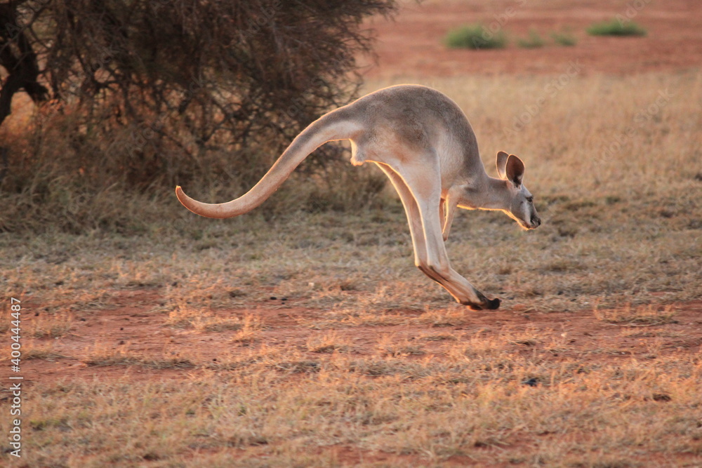 Εκτύπωση καμβά Red Kangaroo in a dry Western Australia landscape at sunset
