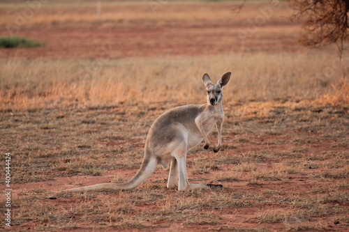 Red Kangaroo in a dry Western Australia landscape at sunset