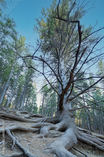Grandfather Tree Cochrane Alberta