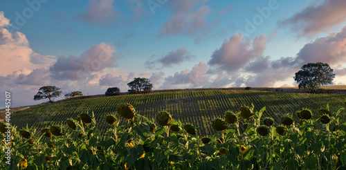 Andalusian agricultural landscape with a field of sunflowers on a hill with some holm oaks, at sunset