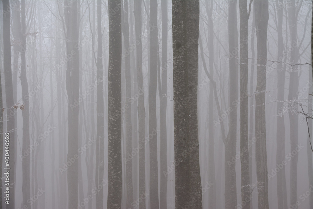 the silhouette of tree trunks in the forest seen through the fog the silhouette of tree trunks in the forest seen through the fog