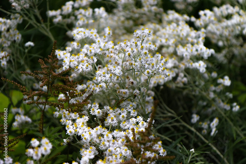flowers in the garden