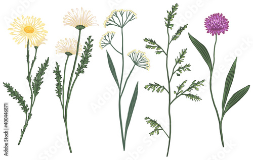 Wild flowers hand drawn vector illustration set. Abstract botanical sketches collection. Colored vintage floral drawing isolated on white. Gentle elements for design, print, decor, card, sticker, wrap