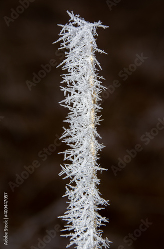 a branch with ice crystals © sebi_2569