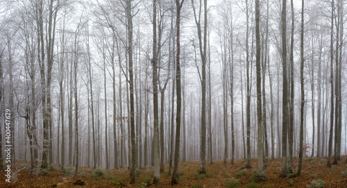 landscape in a leafless forest with fog