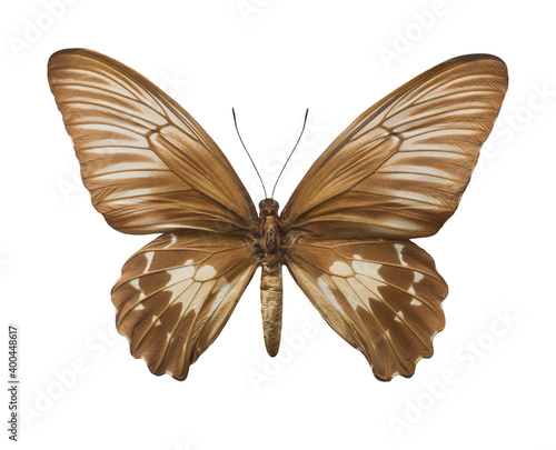 Whole big brown butterfly isolated on a white background. Exotic butterfly from Indonesia. Troides oblongomaculatus.