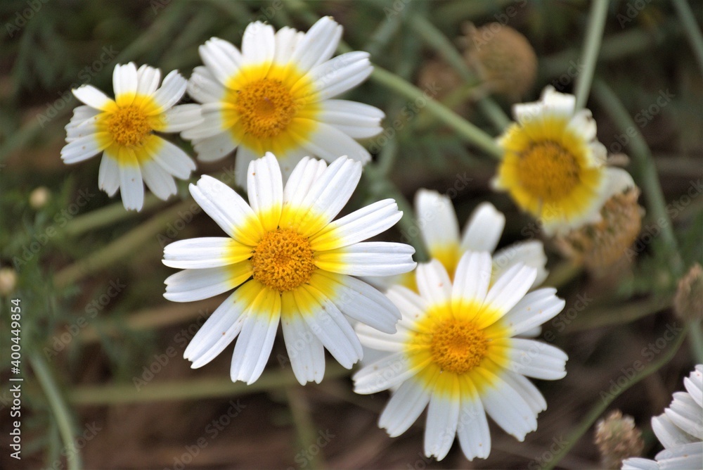 Fototapeta premium flower