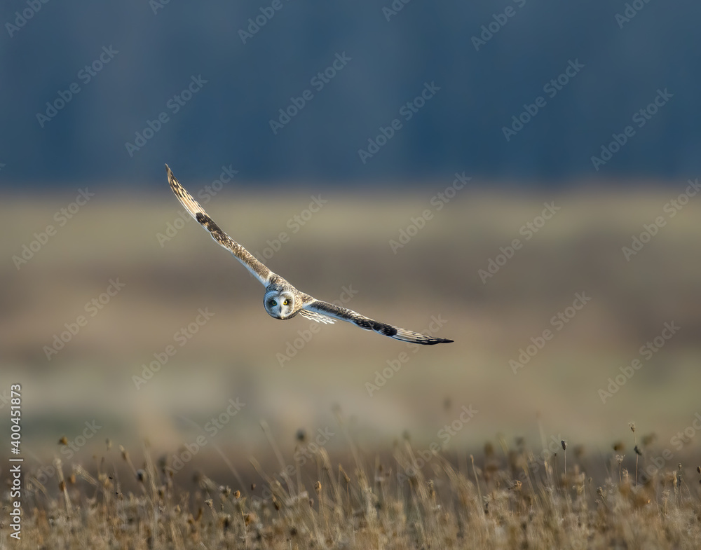 Short-eared Owl Flying Over Field in Fall Short-eared Owl Flying Over Field in Fall