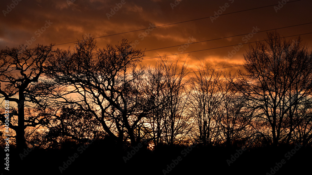 Silhouettes of trees at sunset, Coventry, England	