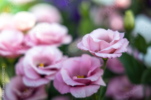 Roses in the garden