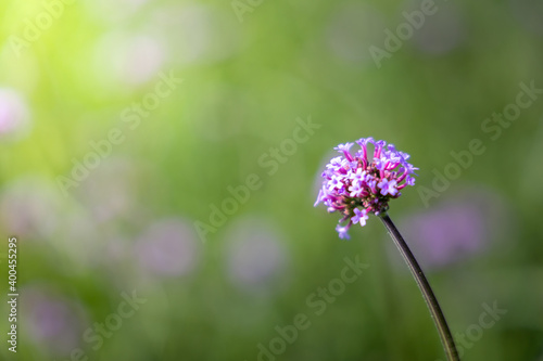 The background image of the colorful flowers