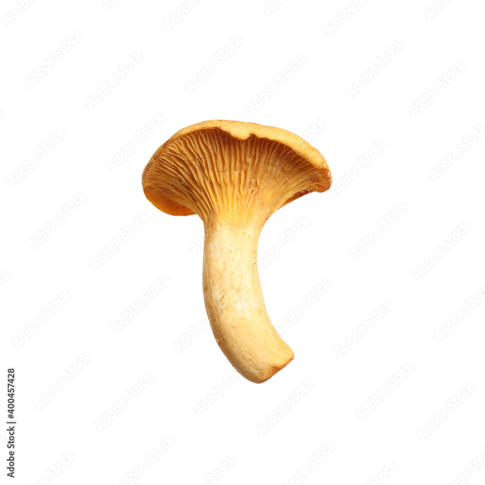 Fresh wild chanterelle mushroom isolated on white Fresh wild chanterelle mushroom isolated on white