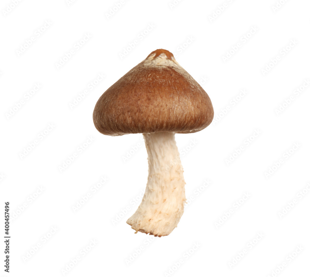 Fototapeta premium Fresh wild shiitake mushroom isolated on white