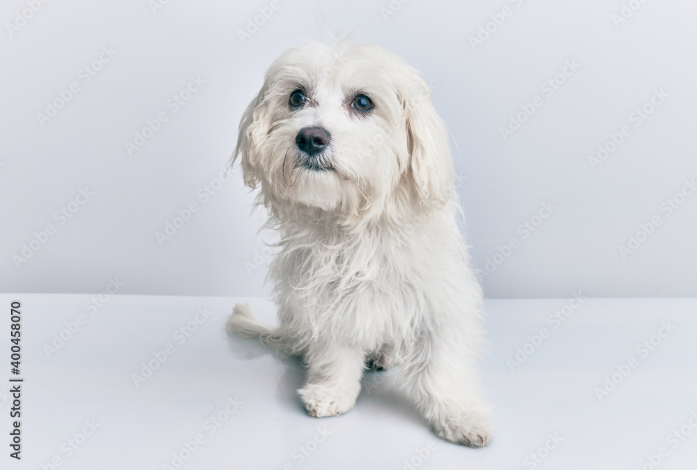 Obraz premium Adorable dog over isolated white background.