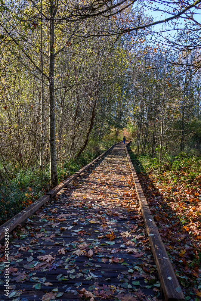 Riparian Forest Overlook trail boardwalk, leaves of fall, Nisqually National Wildlife Refuge, Washington State
Riparian Forest Overlook trail boardwalk, leaves of fall, Nisqually National Wildlife Refuge, Washington State
