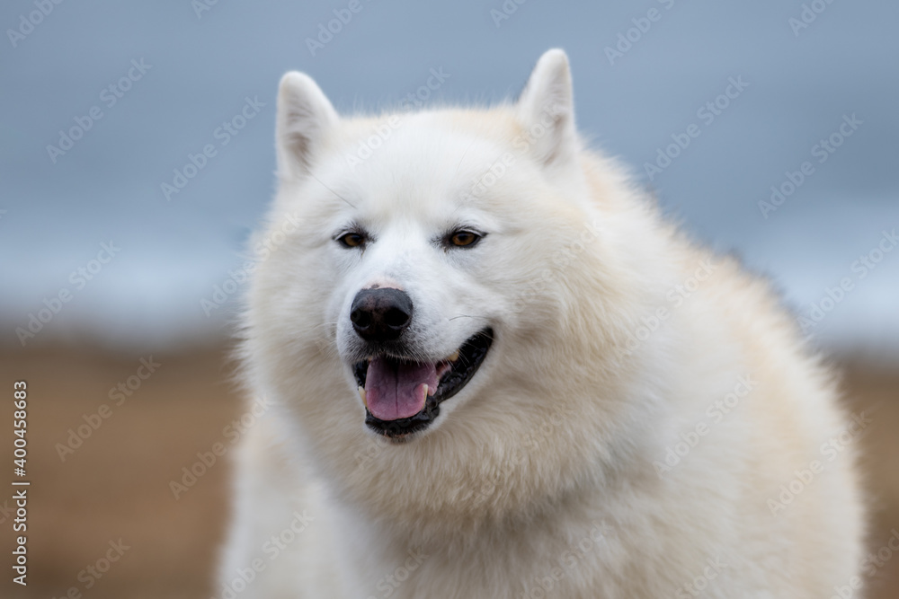 A portrait of a large white adult samoyed Labrador husky dog with dark eyes, wet black nose, thick fur, pointy ears, its mouth is open exposing a pink tongue and teeth. The background is blurred.