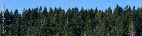 Hilltop tree line of evergreen trees with clear blue sky above, as a nature background 