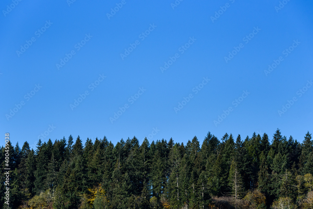 Hilltop tree line of evergreen trees with clear blue sky above, as a nature background
Hilltop tree line of evergreen trees with clear blue sky above, as a nature background