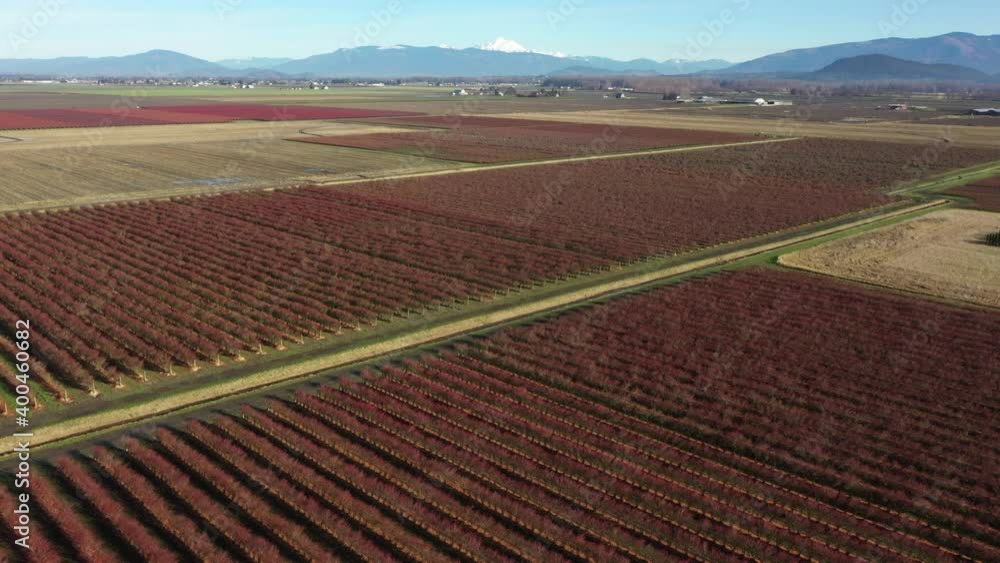 Colorful Blueberry Fields in the Skagit Valley. Where the rich soils and mild climate come together to produce the sweetest and largest blueberries in the state of Washington. Colorful Blueberry Fields in the Skagit Valley. Where the rich soils and mild climate come together to produce the sweetest and largest blueberries in the state of Washington.