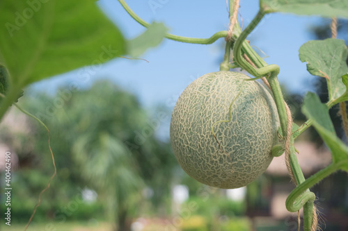 Green melons or cantaloupe melons plants growing in Organic Farm photo