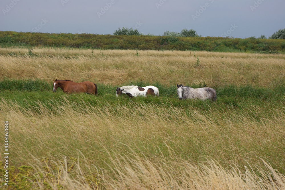 Chevaux progressant dans les hautes herbes de Brière. Chevaux progressant dans les hautes herbes de Brière.